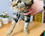 Кошки в Кувшиново: Британец в добрые руки, Бесплатно - фото 6