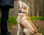Собаки в Москве: Красавчик хаски Харт в добрые руки Мальчик, 1 руб. - фото 8