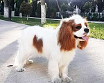 Собаки в Москве: Кавалер Чарльз Кинг Спаниель Мальчик, 150 000 руб. - фото 2