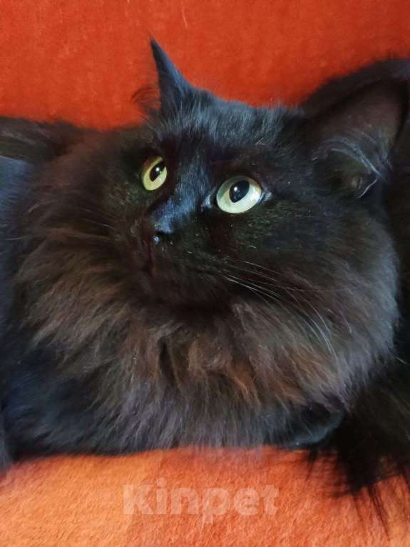 Кошки в Москве: Нюша и Плюша ищут дом Девочка, Бесплатно - фото 3