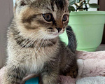 Кошки в Рыбинске: Шотландские котята Девочка, 15 000 руб. - фото 3