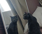 Кошки в Новосибирске: Серая кошка Девочка, Бесплатно - фото 4