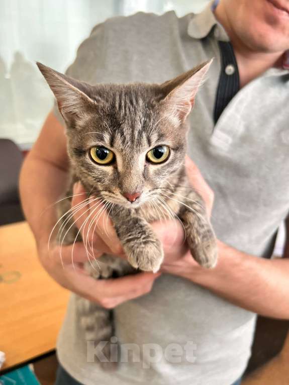 Кошки в Кемерово: Отдам котенка, очень ласкового, серого полосатого Мальчик, Бесплатно - фото 4