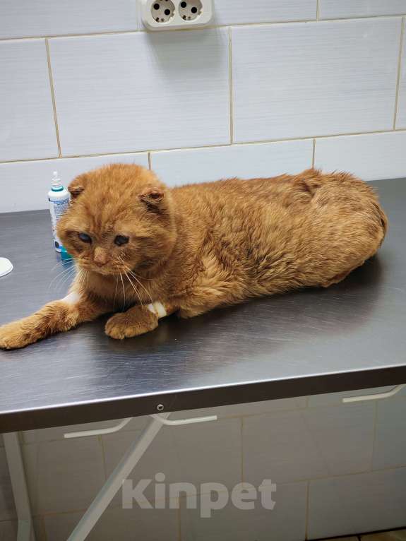 Кошки в Ореховом-Зуево: Кот ищет дом на доживание Мальчик, Бесплатно - фото 4