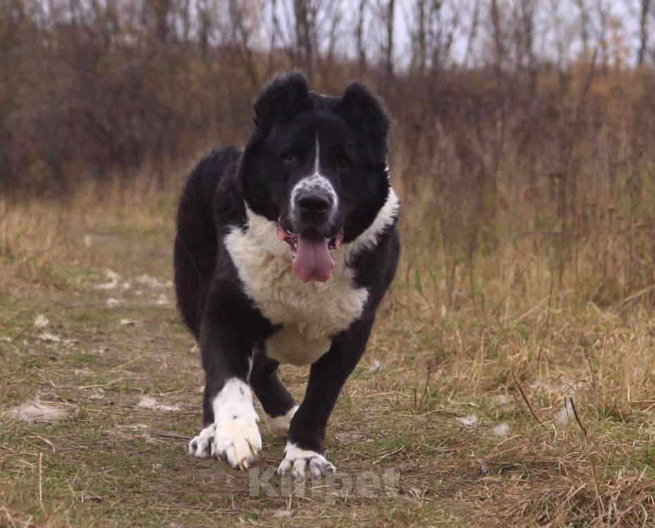 Собаки в Видном: Маклай, 3 года Мальчик, Бесплатно - фото 1