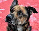 Собаки в Москве: Барри в добрые руки Мальчик, Бесплатно - фото 1