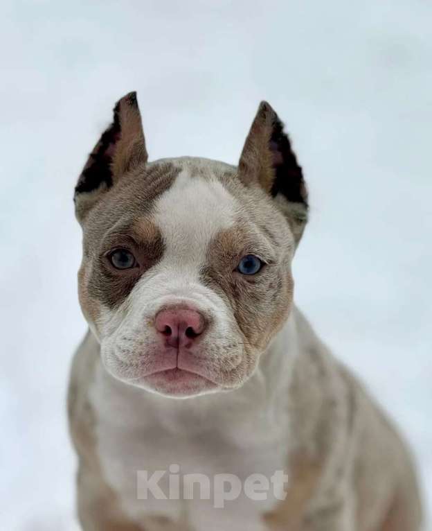 Собаки в других городах Московской области: Американский Булли 🥰 Разнополые, Бесплатно - фото 9