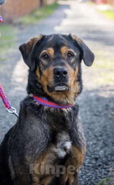 Собаки в Москве: Метис ротвейлера Шайгу в дар Мальчик, 1 руб. - фото 4