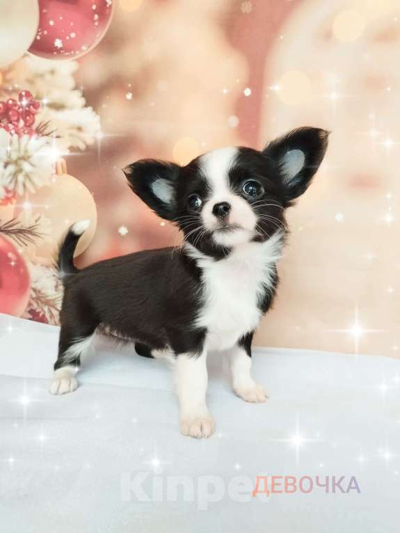 Собаки в Ногинске: Девчушка -поскакушка Девочка, 40 000 руб. - фото 2