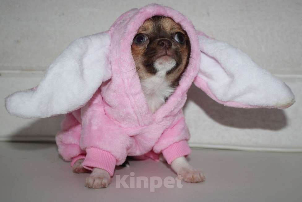 Собаки в других городах Ленинградской области: Продается щенок чихуахуа Девочка, 40 000 руб. - фото 4