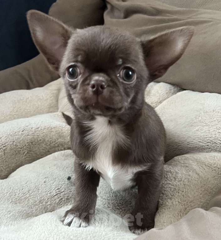 Собаки в Санкт-Петербурге: Щенок чихуахуа, сука Девочка, 60 000 руб. - фото 7