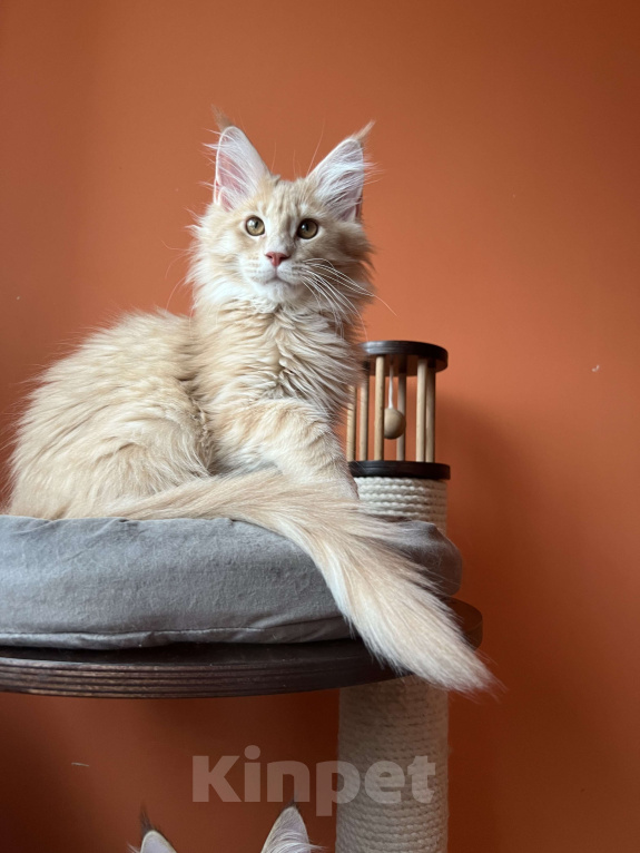 Кошки в Екатеринбурге: Нежнейшая крем-брюлешечка Девочка, 35 000 руб. - фото 2