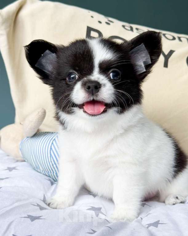 Собаки в Москве: Красавчик мальчик  Мальчик, 50 000 руб. - фото 5