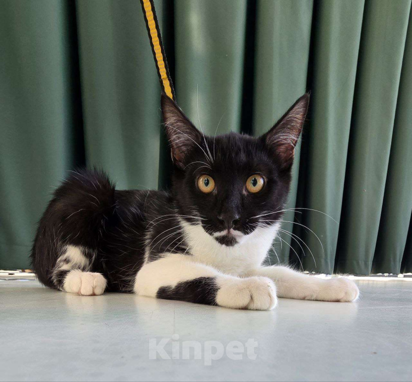 Кошки в Москве: Смайлик  Мальчик, Бесплатно - фото 3