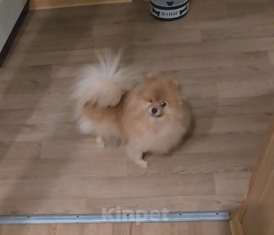 Собаки в Электростали: Ищет новую семью трёх лентяя девочка.  Девочка, Бесплатно - фото 4