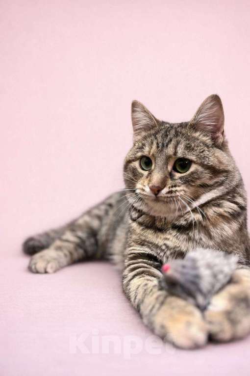 Кошки в Москве: котенок Петрушка ищет дом Девочка, Бесплатно - фото 2