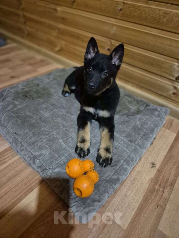 Собаки в Лобне: щенки в добрые руки Мальчик, Бесплатно - фото 1