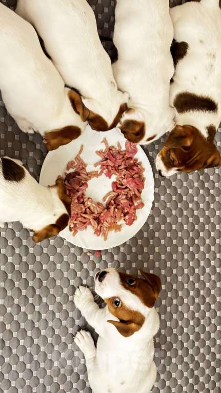 Собаки в Москве: Щенок джек-рассел-терьер от титулованных родителей Девочка, 1 руб. - фото 6