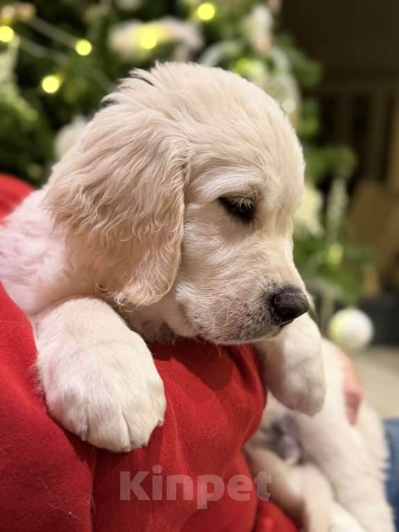 Собаки в Иркутске: Щенок золотистого ретривера Мальчик, Бесплатно - фото 2