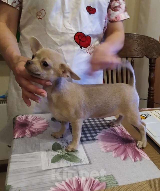 Собаки в Москве: Лиловая красивая девочка чихуахуа  Девочка, 70 000 руб. - фото 2