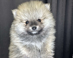Собаки в Калининграде:  порода померанский шпиц Мальчик, 35 000 руб. - фото 2