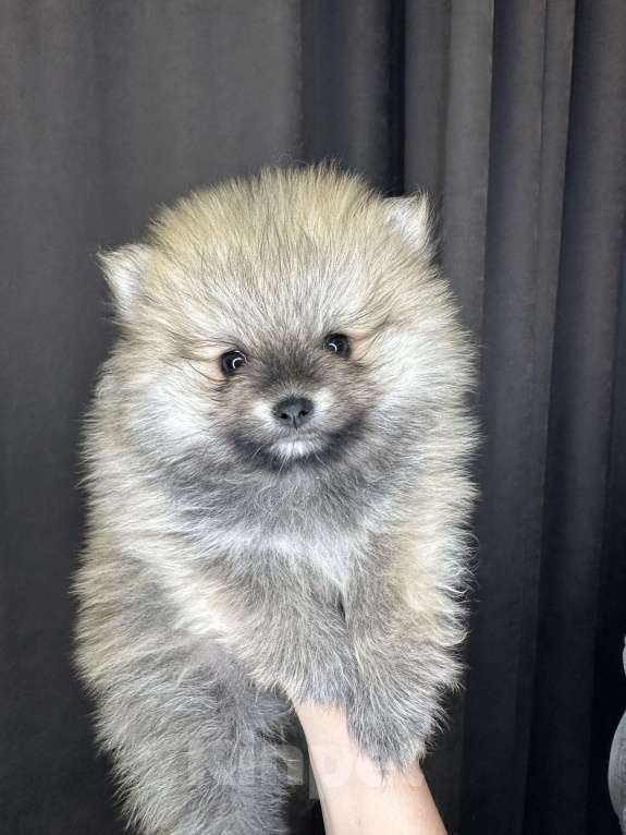 Собаки в Калининграде:  порода померанский шпиц Мальчик, 35 000 руб. - фото 2