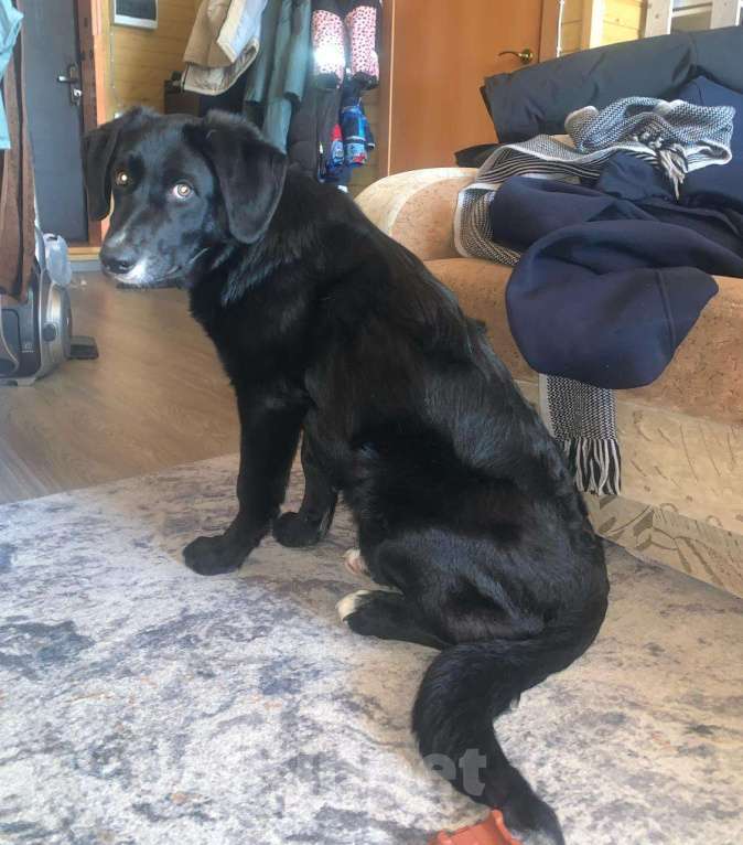 Собаки в Красногорске: Сэм, 5 месяцев в добрые руки  Мальчик, Бесплатно - фото 8