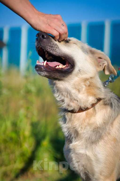 Собаки в Москве: Общительная и добродушная собака Моника в дар Девочка, 1 руб. - фото 4