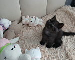 Кошки в Арзамасе: Продаю шотландского прямоухого котенка Мальчик, 5 000 руб. - фото 2