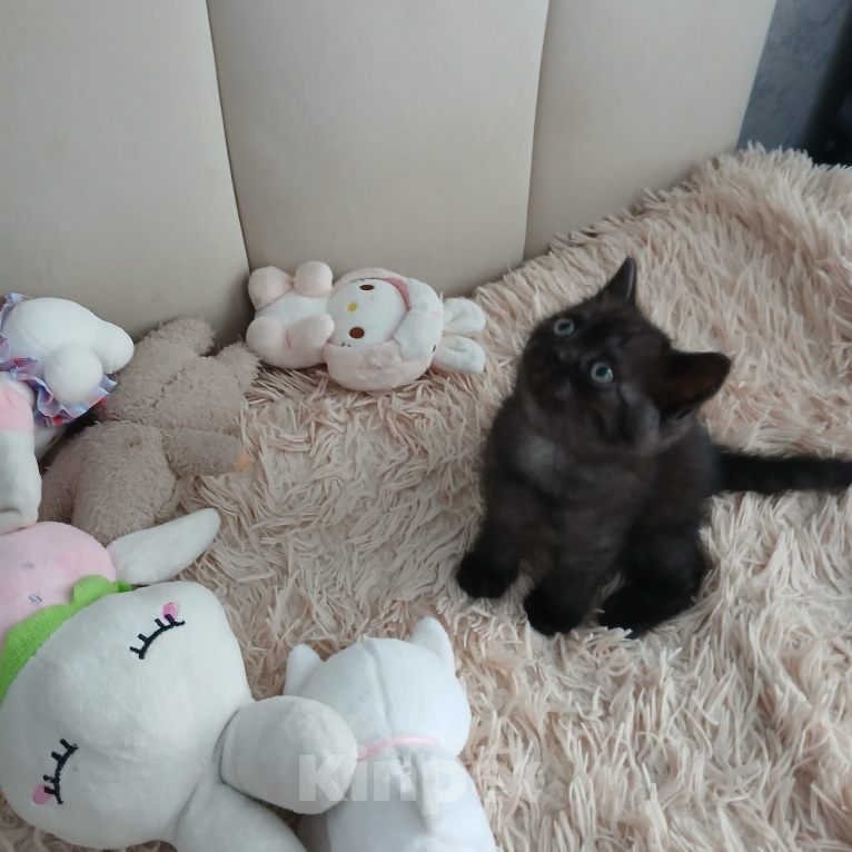 Кошки в Арзамасе: Продаю шотландского прямоухого котенка Мальчик, 5 000 руб. - фото 2