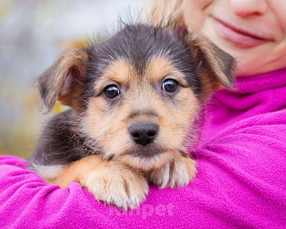 Собаки в Москве: Маленький щенок в добрые  руки Мальчик, Бесплатно - фото 2