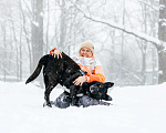 Собаки в Москве: Батя - ищет дом, чтобы стать твоим лучшим другом! Мальчик, Бесплатно - фото 5