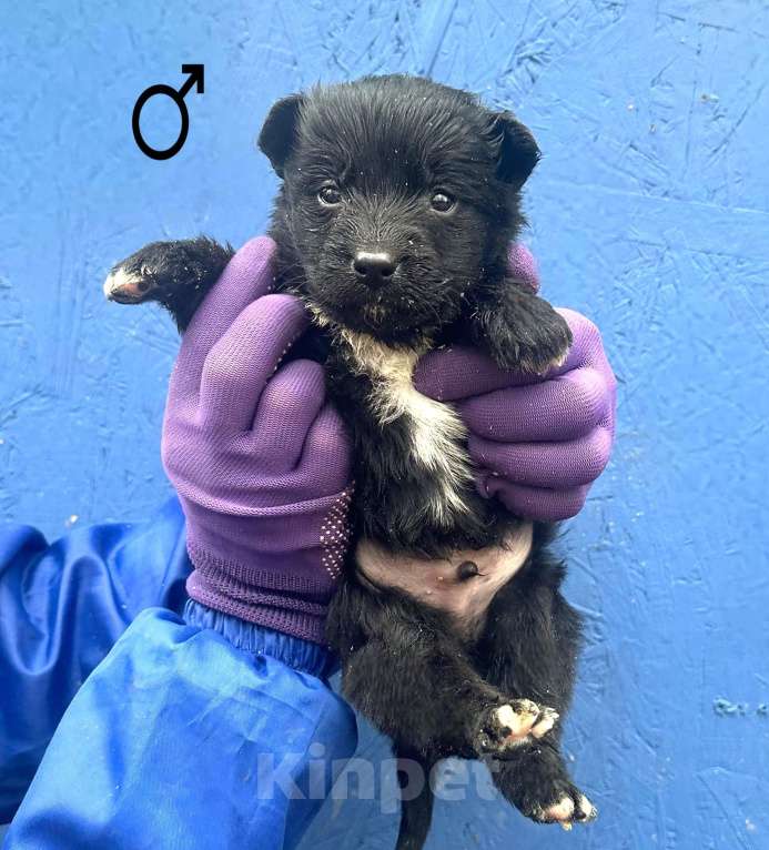 Собаки в Москве: Малышам нужен дом Мальчик, Бесплатно - фото 3