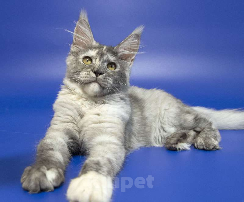Кошки в Москве: Котенок мейн кун Девочка, Бесплатно - фото 1