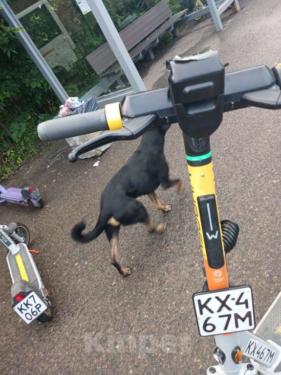 Собаки в Мытищах: Потерялась собака с намордником, хозяин отзовись Девочка, Бесплатно - фото 4