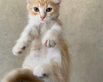 Кошки в Бору: Котята, Бесплатно - фото 7