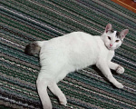 Кошки в Бикине: Отдам котёнка подростка, Бесплатно - фото 2