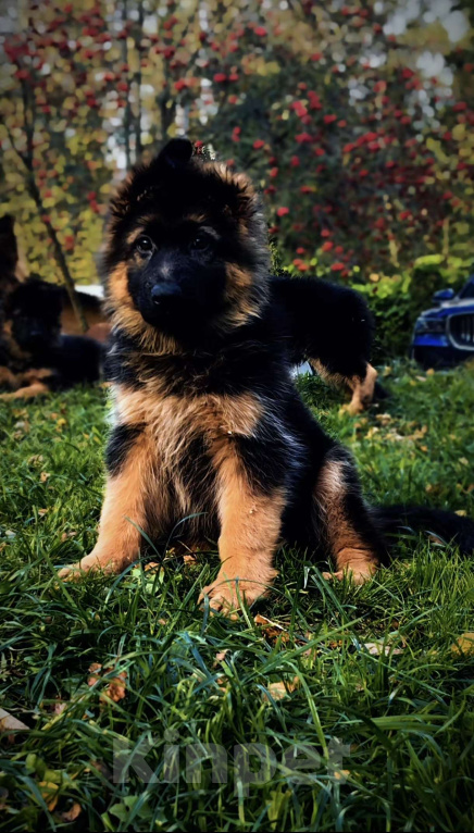 Собаки в Москве: Элитные щенки немецкой овчарки длиношерстные Девочка, 40 000 руб. - фото 10