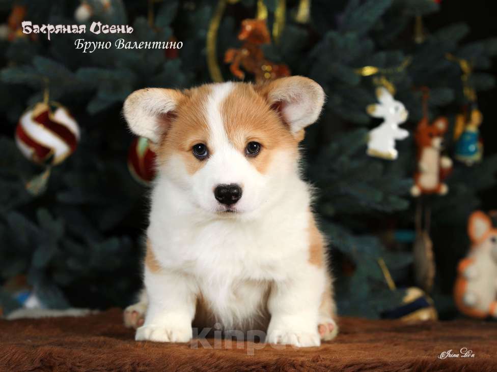 Собаки в других городах Московской области: Очаровательный мальчик вельш корги пемброк Мальчик, 80 000 руб. - фото 2