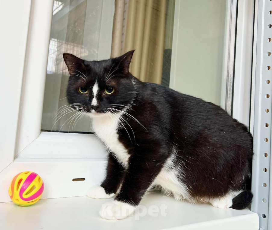 Кошки в Москве: Наоми кошка, излучающая доброту в добрые руки Девочка, Бесплатно - фото 8