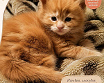 Кошки в Кисловодске: Котята Мейн-кун Разнополые, Бесплатно - фото 2