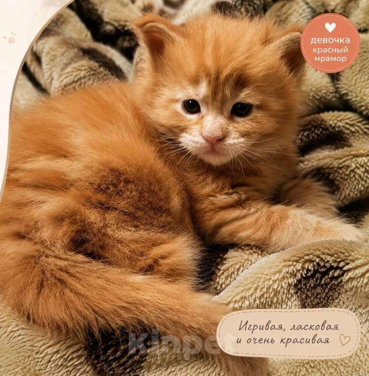Кошки в Кисловодске: Котята Мейн-кун Разнополые, Бесплатно - фото 2