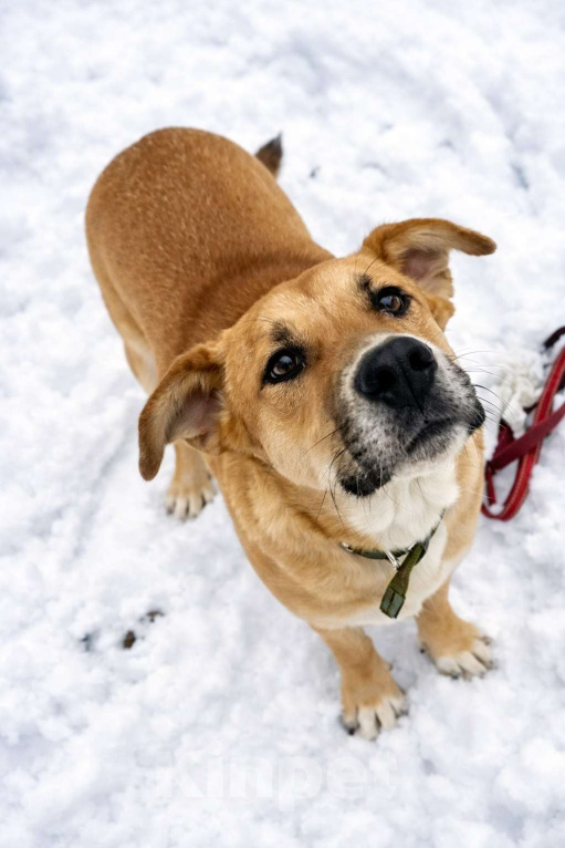 Собаки в Москве: Кабачок 7 месяцев ищет дом Мальчик, Бесплатно - фото 2