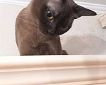 Кошки в Москве: Потерялся кот шоколадного окраса Мальчик, 10 000 руб. - фото 1
