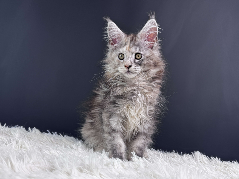 Кошки в Москве: Котенок Мейн Кун Девочка, 60 000 руб. - фото 6