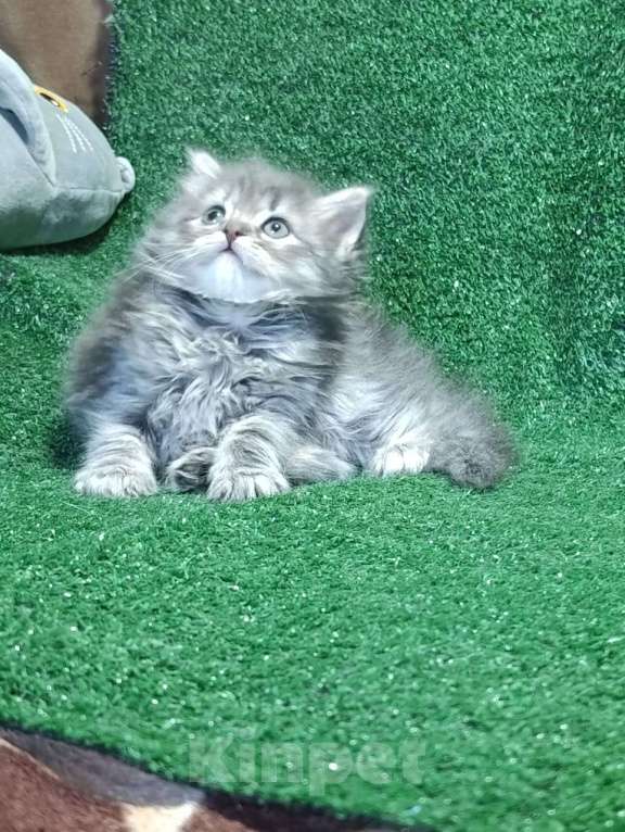 Кошки в Москве: Шотландские котята Мальчик, Бесплатно - фото 3