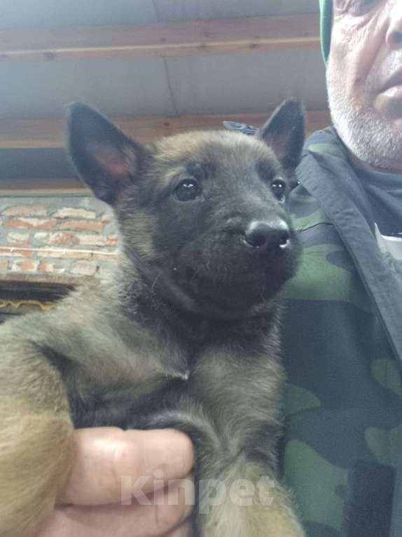 Собаки в других городах Калининградской области: Продам щенков бельгийской овчарки (маленуа) Мальчик, 20 000 руб. - фото 4