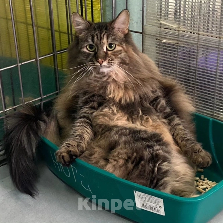 Кошки в Москве: 2 года в клетке Девочка, Бесплатно - фото 3