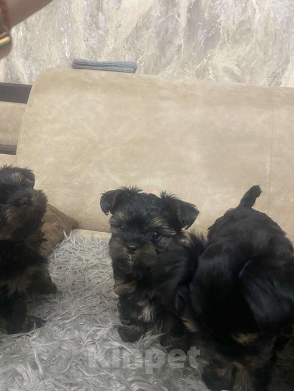 Собаки в других городах Брянской области: Продаются маленькими красавчики Мальчик, 15 000 руб. - фото 5