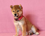 Собаки в Москве: Сиба ину. Девочка - 2 мес. Девочка, 60 000 руб. - фото 3